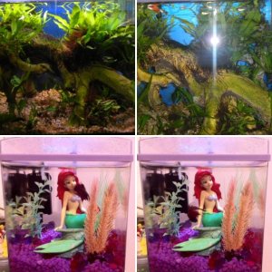 Little Mermaid Betta Tank & 20H Community