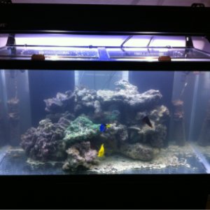 120 Gallon Reef Tank : 11-19-2011
