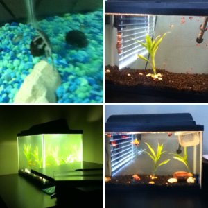 my fishie tank