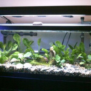 south american planted tank