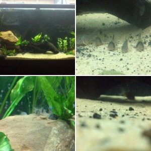 55g Planted Community Tank--dismantled