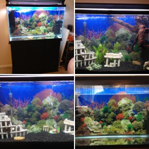 Pags aquarium