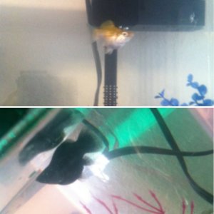 my molly fish :)