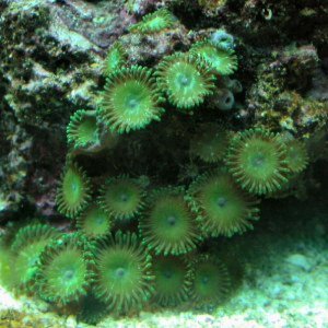 Soft corals and Sponges