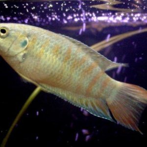 Labyrinth fish (Bettas/Gouramis)