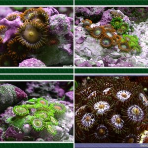 Polyps and Zoanthids