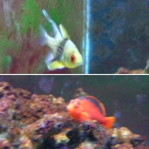 Cardinalfish, Hawkfish and Rabbitfish