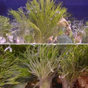 Macro Algae and Pest Algae