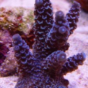 Small Polyped Stoney