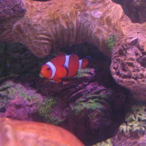 Clownfish and Damsels