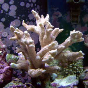 Small Polyped Stoney