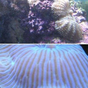 Corals/Anemones
