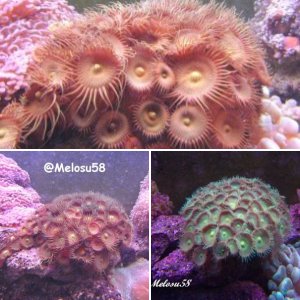 Polyps and Zoanthids