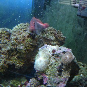 Cardinalfish, Hawkfish and Rabbitfish