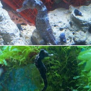 Seahorses and Pipefish