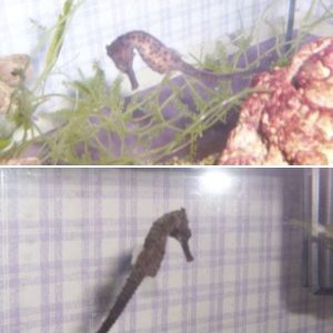 Seahorses and Pipefish