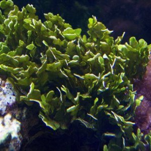 Macro Algae and Pest Algae