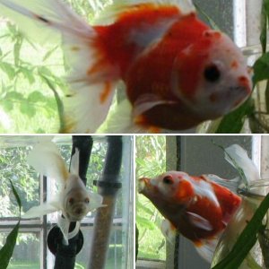 Goldfish and Koi