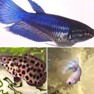 Labyrinth fish (Bettas/Gouramis)