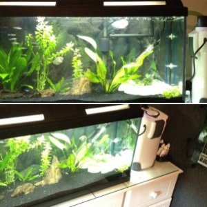 100 Liter fish tank