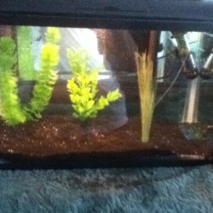 5G fry tank for now
