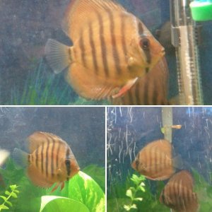 My First Discus Pair