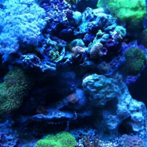 45 Corner Reef