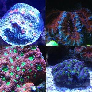 29g Mixed Reef