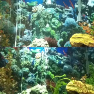 My 37 Gallon Aquarium