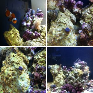 Week 1 reef tank