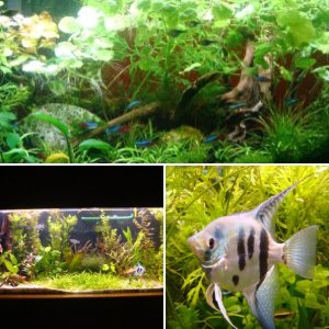 My tank and fish