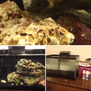 10 Gal Nano Reef Tank - 1st Aquarium ever!