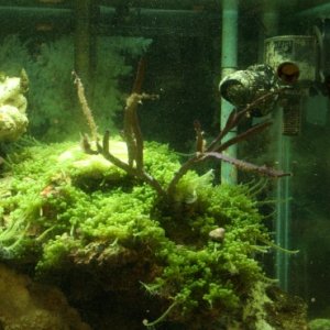 Reef Tanks 016