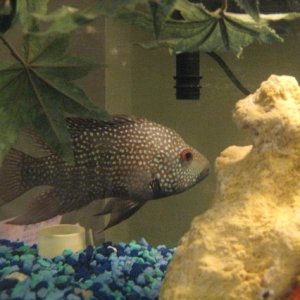 This is killer, probably not an original name for a Texas Cichlid but he is really really aggressive. 

Sometimes I wish they made fish muzzles b/c I'