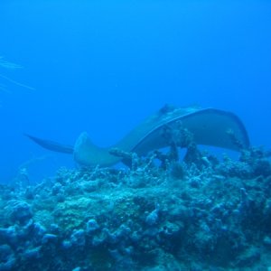 Stingray on the bow of a wreck