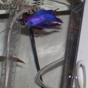 Pete looking blue.  This is the color I thought he was when I bought him.  He's pink though.