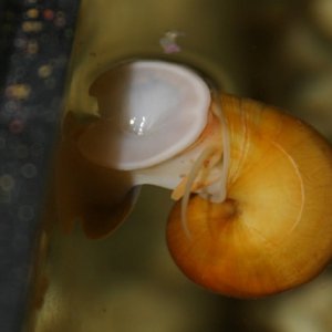 Apple snail skim-feeding