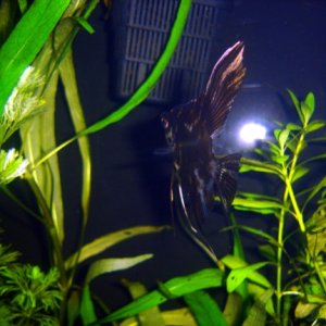 This was the largest marble angel in March 07 shortly after my journey into the planted tank began.