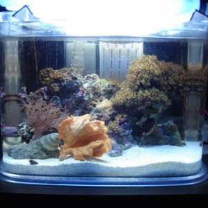 2 gallon Reef Tank