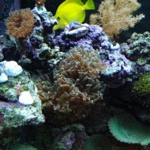 AQ Hammer Coral