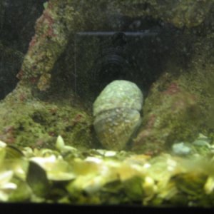 Jumbo Snail
