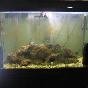 Our Tank