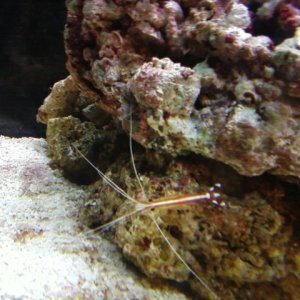 little cleaner shrimp