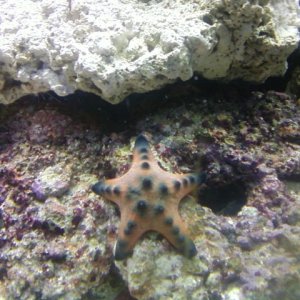 our starfish named pizza!