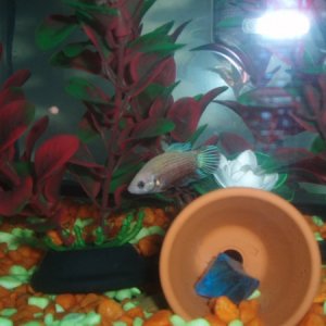 Molly and Blueberry, bettas.