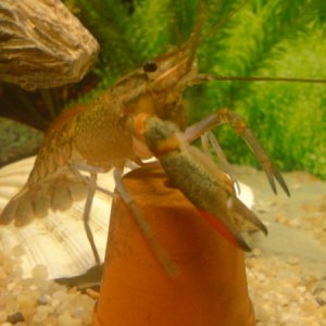 The biggest of the red clawed crayfish (3)