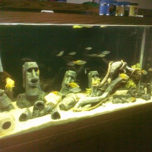 90 gallon - XP3 and 525 gph Sunsun for filtration

1 african butterfly, 3 golden wonder killis, 8 dwarf neon rainbows, 4 each of yellow, turquise, and