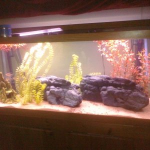 75 gallon - XP3 and 370 gph Sunsun for filtration

7 congo tetras, 1 spotted ctenopoma, 1 african knife, 1 senegal bichir and 1 african featherfin.