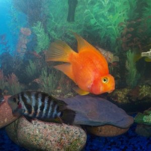 These fish are from my 55 gallon tank. My 2 convicts, my blood parrot (Cheeks), my jewel cichlid, and my venustus cichlid.