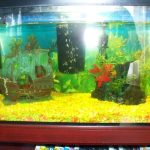 My 10 gallon that has ich in this picture. That's why the water level is low, for better aeration.